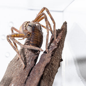 Lion Huntsman eating a Roach