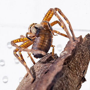 Lion Huntsman eating a Roach