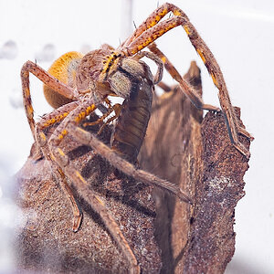 Lion Huntsman eating a Roach