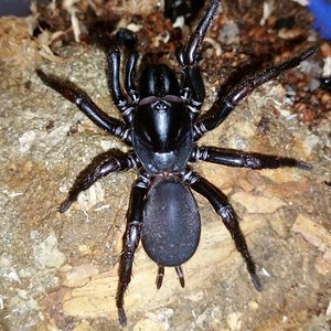 Namea sp. Tamborine "black"