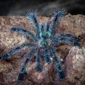 Ybyrapora diversipes