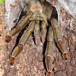 Log Hunt (♀ Psalmopoeus cambridgei 6")