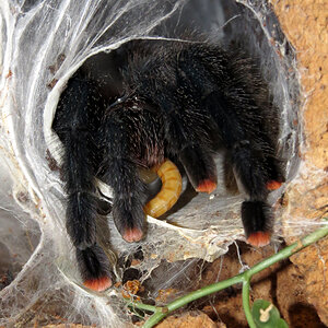 Skyler and the Worm (♀ Avicularia avicularia 5") [1/3]