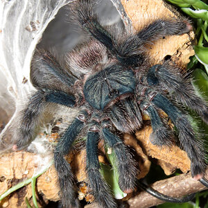 Skyler and the Worm (♀ Avicularia avicularia 5") [2/3]