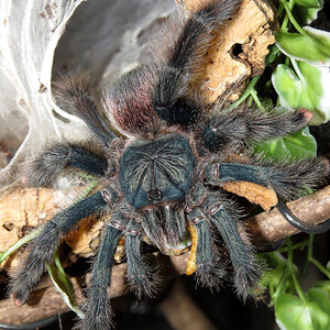 Skyler and the Worm (♀ Avicularia avicularia 5") [3/3]