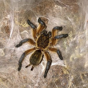 H.pulchripes baby please!!!!