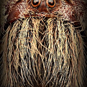 Face of a Huntsman H. boiei