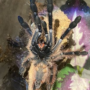 Freshly Molted P. Gigas Juvenile, Male or Female