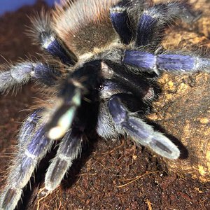 Camera shy pterinopelma sazimai