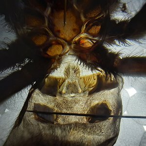 Poecilotheria metallica sexing