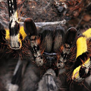 Poecilotheria striata.