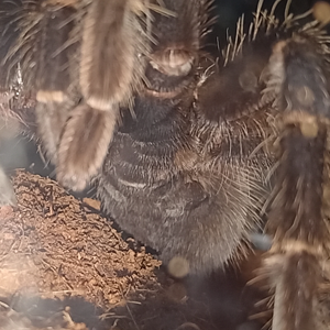 gender 6inch lasiodora parahybana