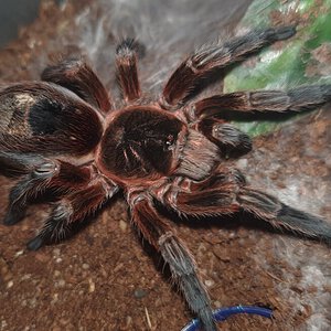 Freshly molted P.scrofa