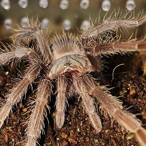 L. parahybana