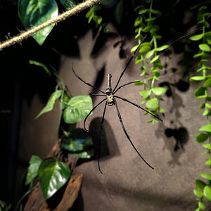 Nephila Pilipes (Female)