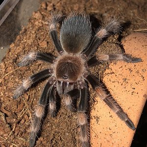 B. hamorii