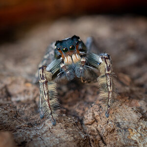 Phidippus putnami