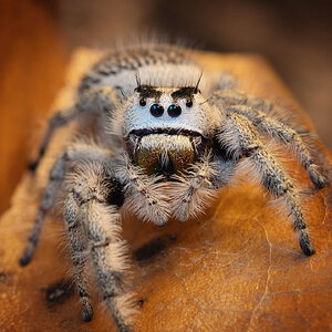 Phidippus