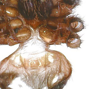 A.geniculata male or female? 2 cm body. Thanks