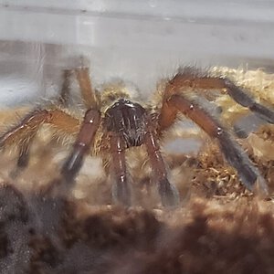 H. pulchripes sling
