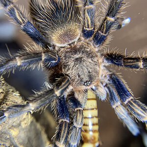 Homoeomma sp. blue