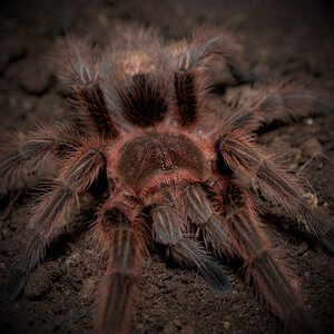 0.1 Grammostola sp. "Concepción"