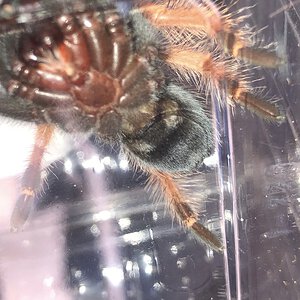 Is there any chance of identifying the sex? Brachypelma