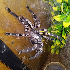 Poecilotheria regalis