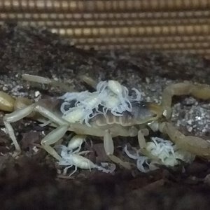 Hadrurus arizonensis with babies