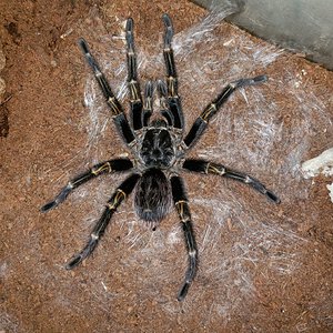 G. pulchripes Final Form...