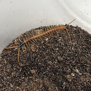 Scolopendra heros madrean banded