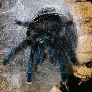 C. versicolor