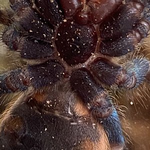 2.5” gbb chromatopelma cyaneopubescens