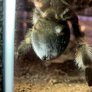 Male or Female Brachypelma Hamorii 5 inch DLS