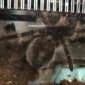 Brachypelma albopilosum