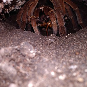 Stirmi enjoying a juicy dubai roach.