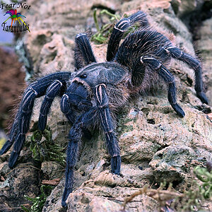 Aphonopelma seemanni (Striped Knee) female