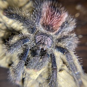 Avicularia