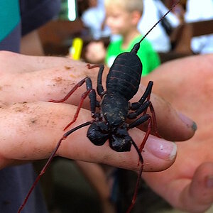 handling a big vinegaroon. (stupid)