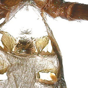 Ephebopus murinus 2,5 cm Male or female  thx