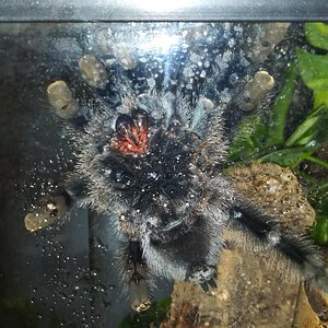 Avicularia Avicularia / juvenile