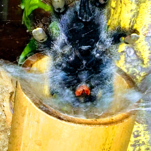 Avicularia Avicularia/ juvenile