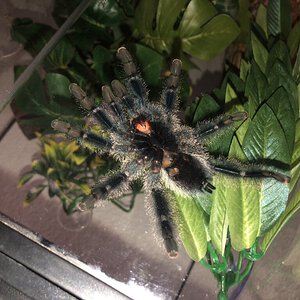 Avicularia Sexing?