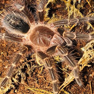 G. pulchripes