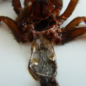 Psalmopoeus cambridgei (Need help in sexing)