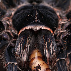 Grammostola vachoni.