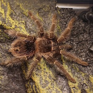 L. Parahybana  or L. Klugi?