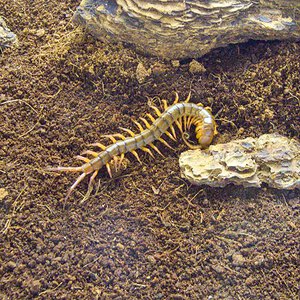 Scolopendra dehaani