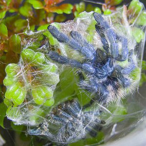 Safely molted
