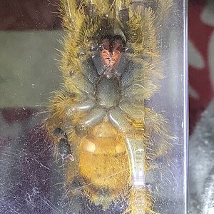 Is it a male or fem? Obt